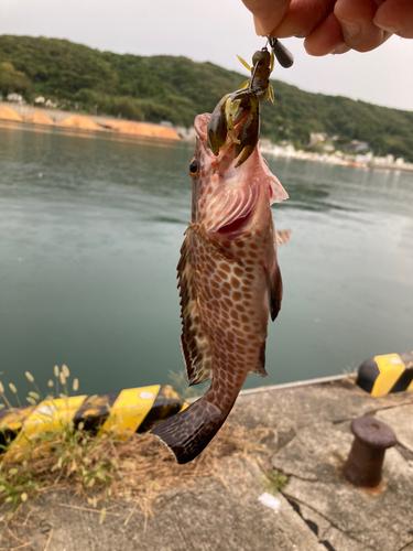 オオモンハタの釣果