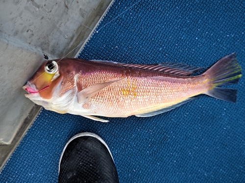 アマダイの釣果