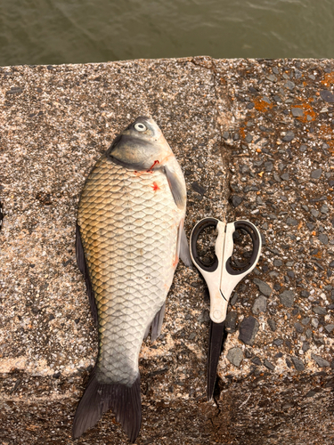 ヘラブナの釣果