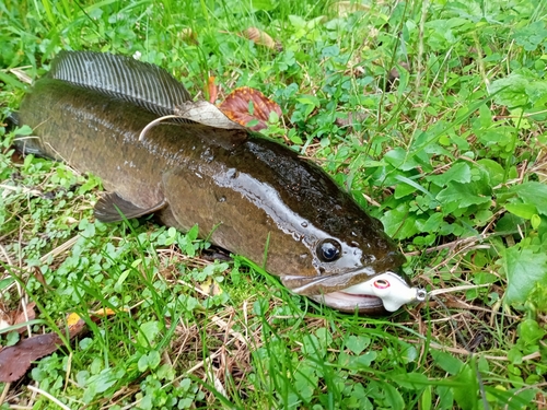 ライギョの釣果