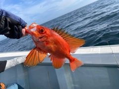 チカメキントキの釣果