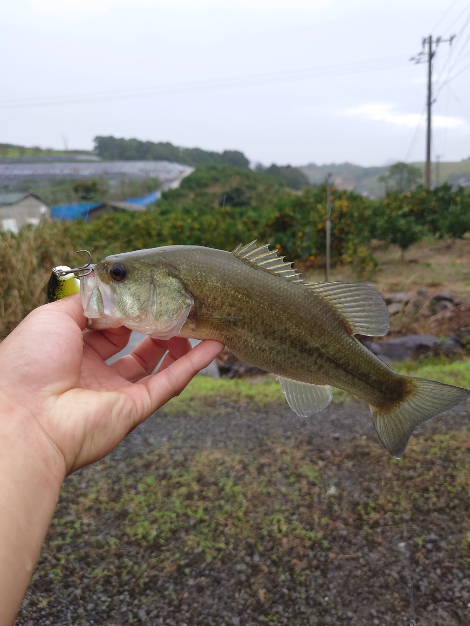 ブラックバス