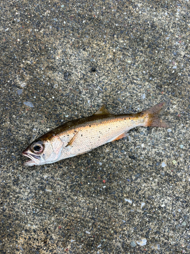 ムツの釣果