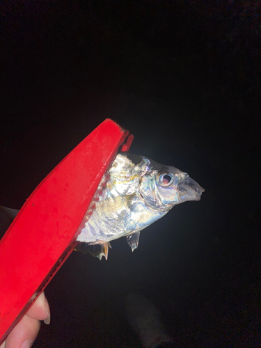 アイゴの釣果