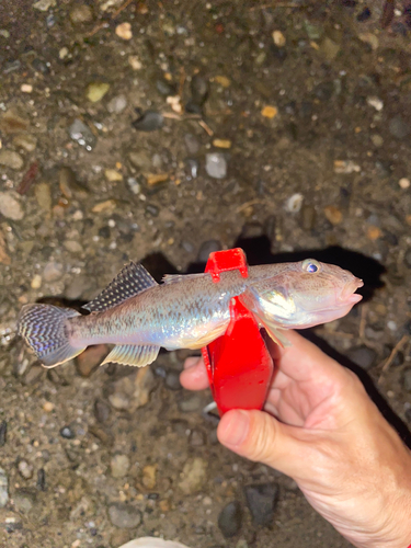 ハゼの釣果