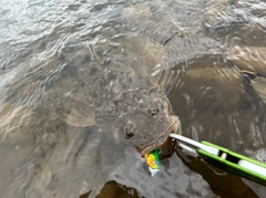 マゴチの釣果