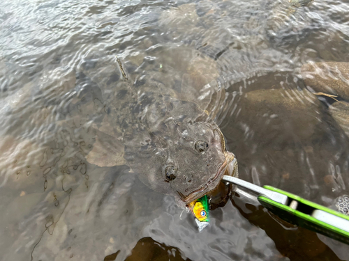 マゴチの釣果