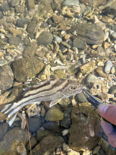 コトヒキの釣果