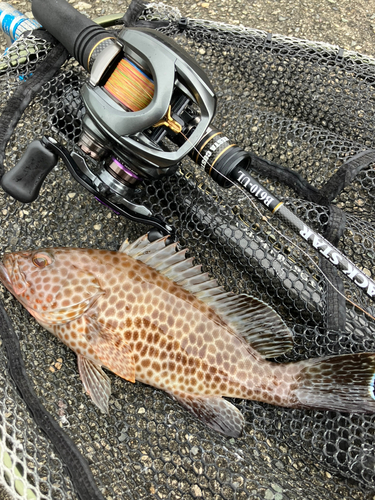 オオモンハタの釣果