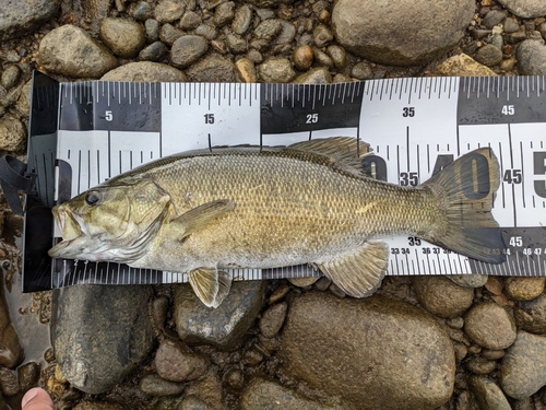 スモールマウスバスの釣果