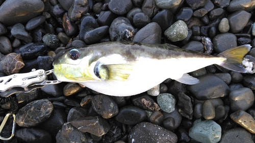 シロサバフグの釣果