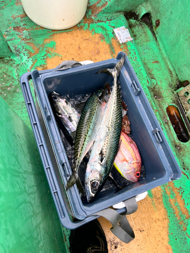 イトヨリダイの釣果