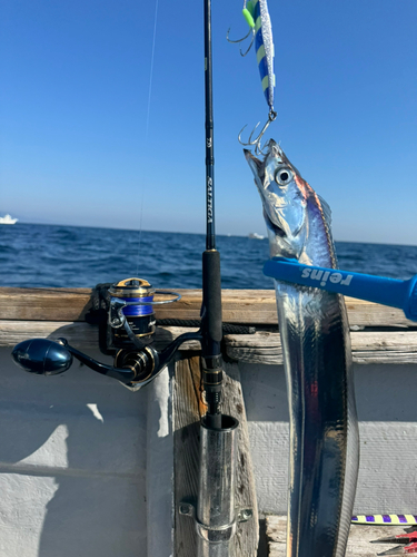 タチウオの釣果