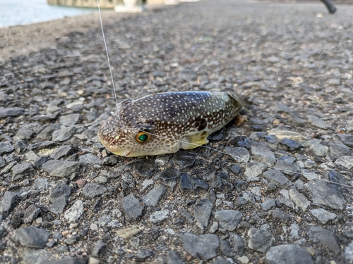 フグの釣果