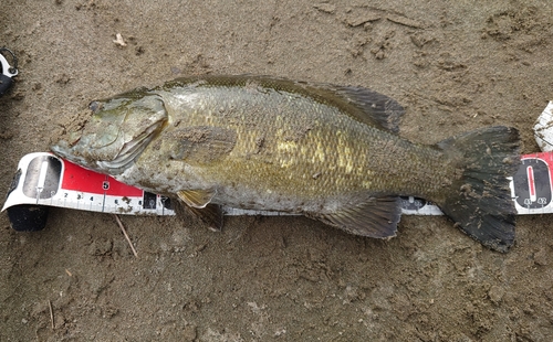 スモールマウスバスの釣果