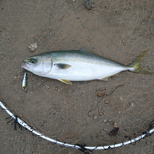 ヤズの釣果