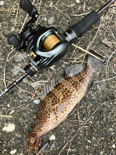 オオモンハタの釣果