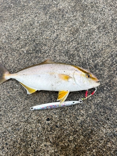 ショゴの釣果