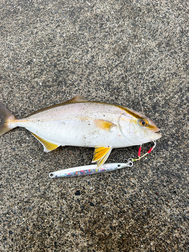 ショゴの釣果