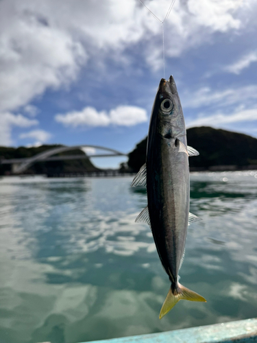 ハモの釣果