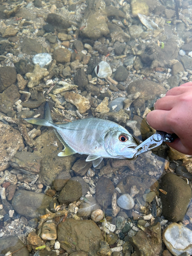 ギンガメアジの釣果