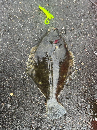 カレイの釣果