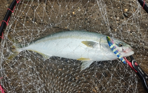 ツバスの釣果