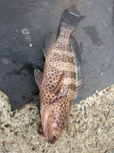 オオモンハタの釣果