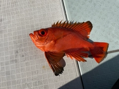 チカメキントキの釣果