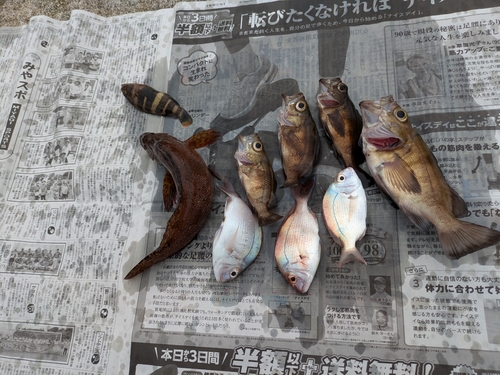 メバルの釣果