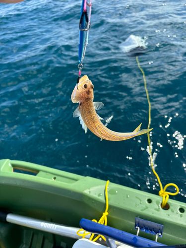 釣果