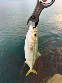 ワカシの釣果