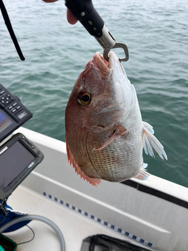 マダイの釣果