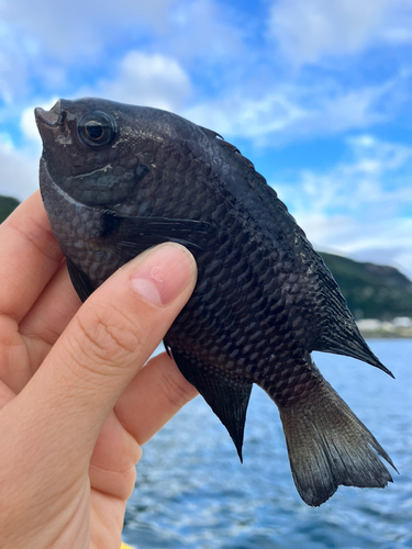 スズメダイの釣果