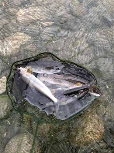 アユの釣果