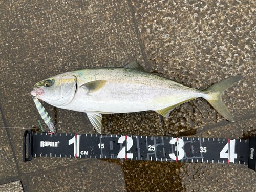 ハマチの釣果