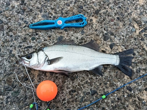 ハネ（ヒラスズキ）の釣果