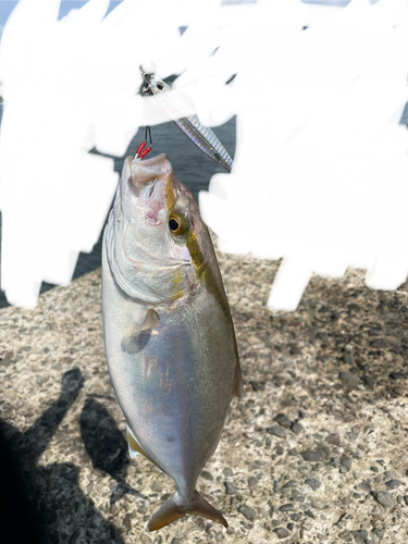 ネリゴの釣果