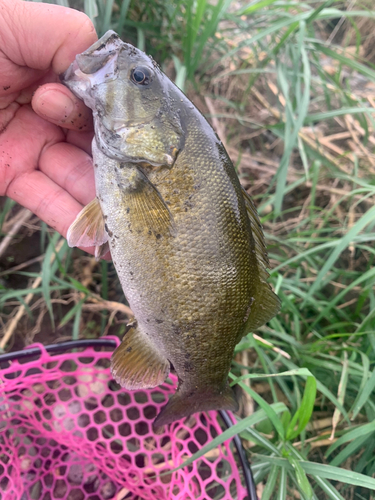 スモールマウスバスの釣果