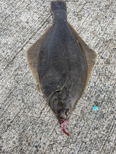 カレイの釣果