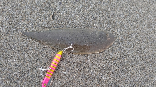 シタビラメの釣果