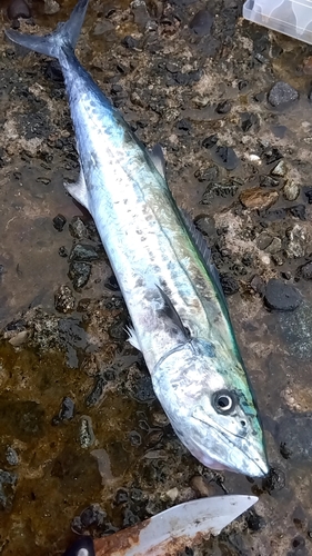 サゴシの釣果