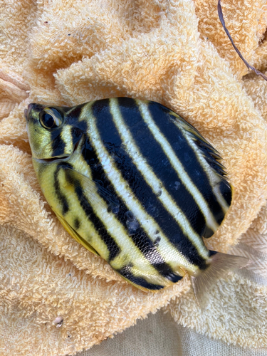 カゴカキダイの釣果