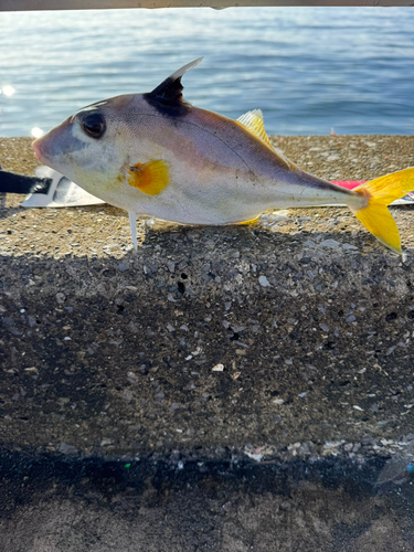 ギマの釣果