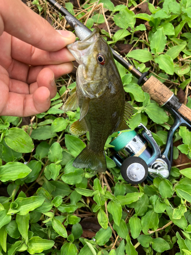 スモールマウスバスの釣果