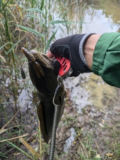 ライギョの釣果