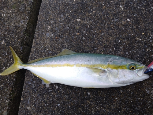 ワカシの釣果