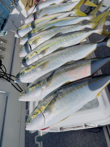 ワラサの釣果