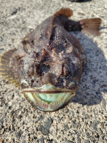 トウベツカジカの釣果