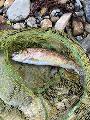 ニジマスの釣果